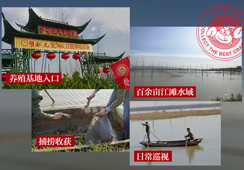 蟹状元无为长江大闸蟹养殖基地