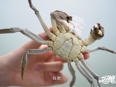浅谈大闸蟹对江河湖泊生态的重要性