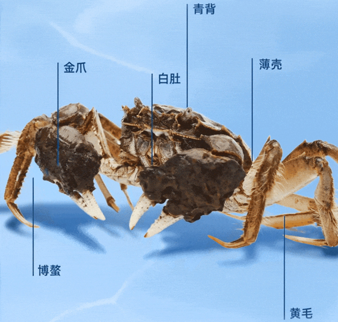 金秋送礼选蟹状元2025723005555