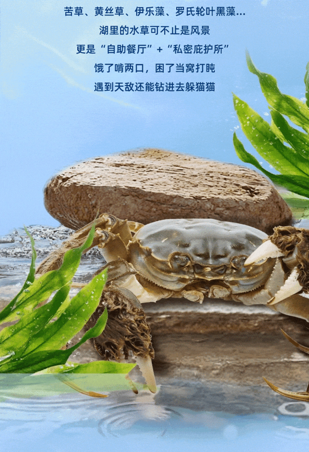 金秋送礼选蟹状元20257230066