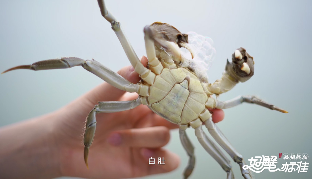 蟹状元大闸蟹2025725002