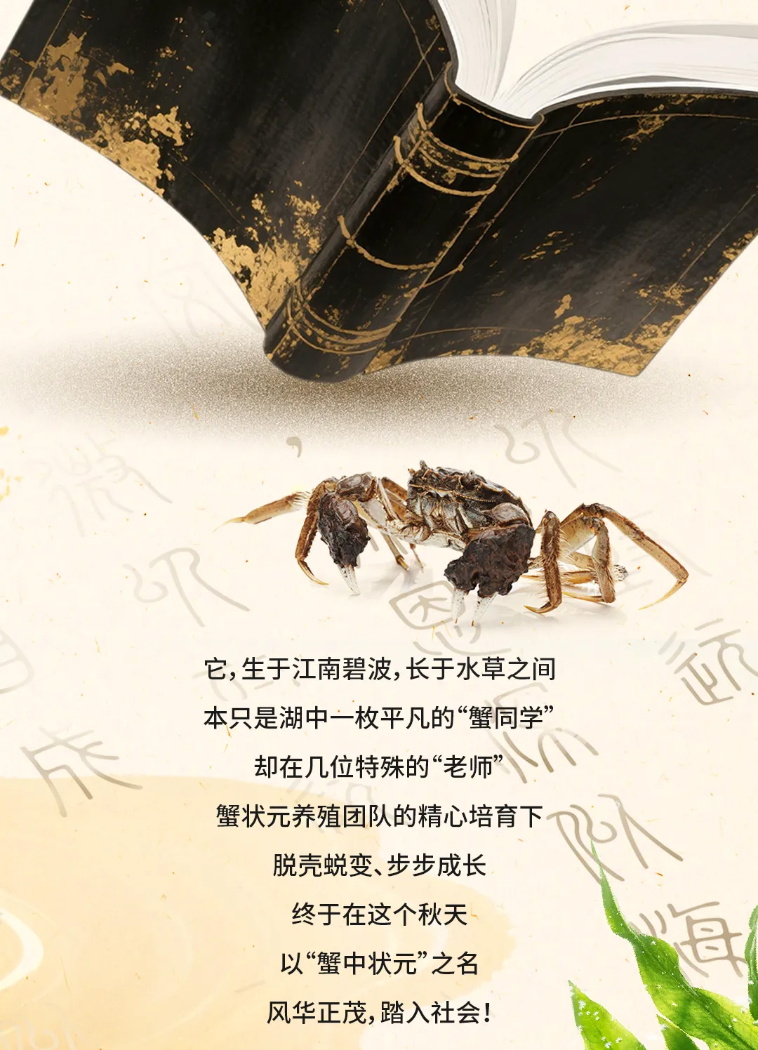 蟹状元2025教师节99001