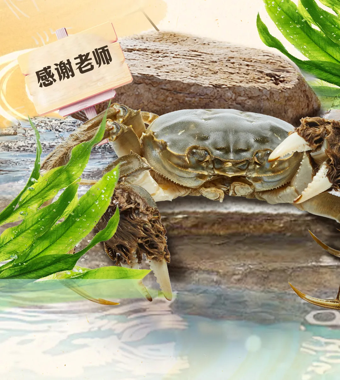 蟹状元2025教师节99002