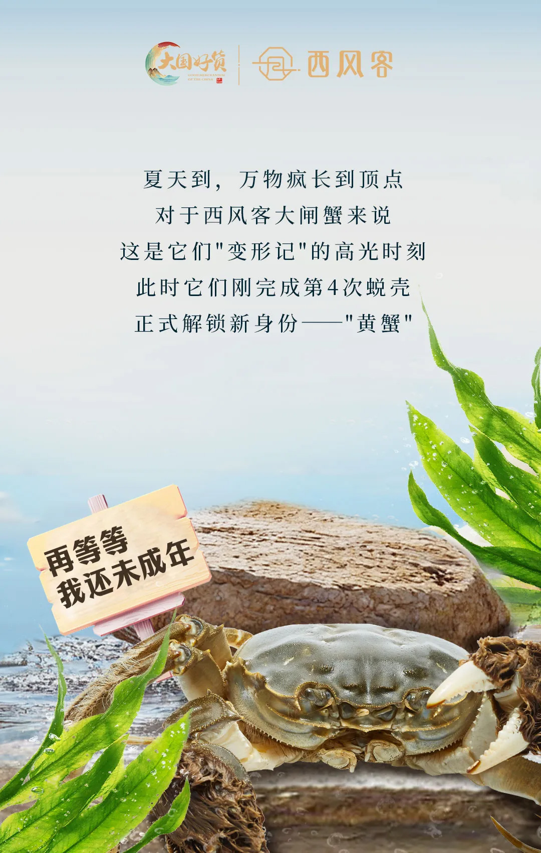 西风客大闸蟹26727001