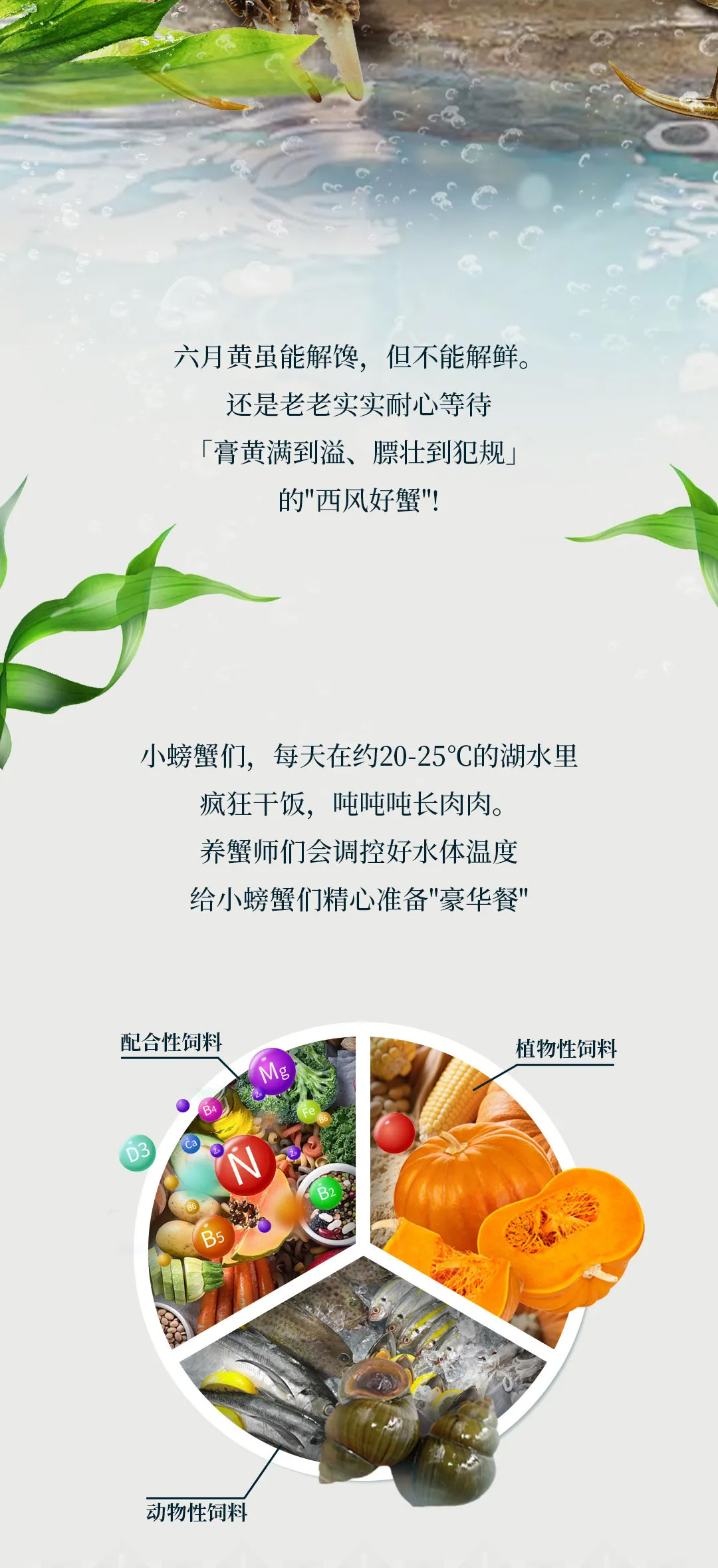 西风客大闸蟹26727002