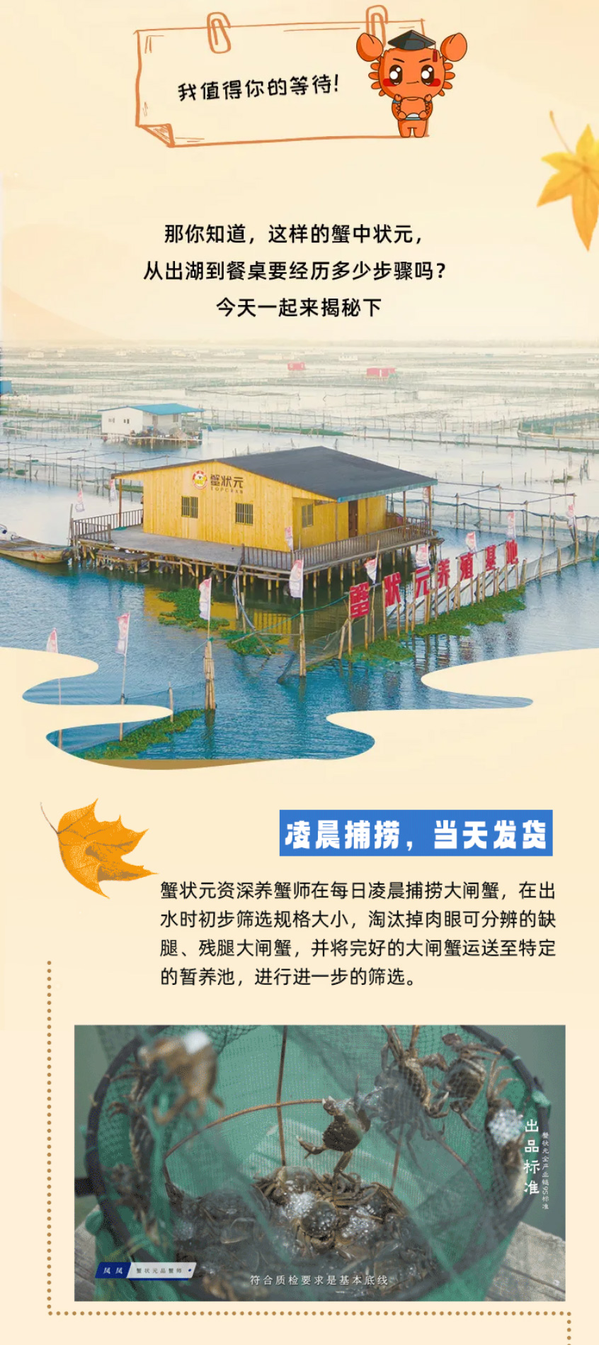 蟹状元大闸蟹261013003
