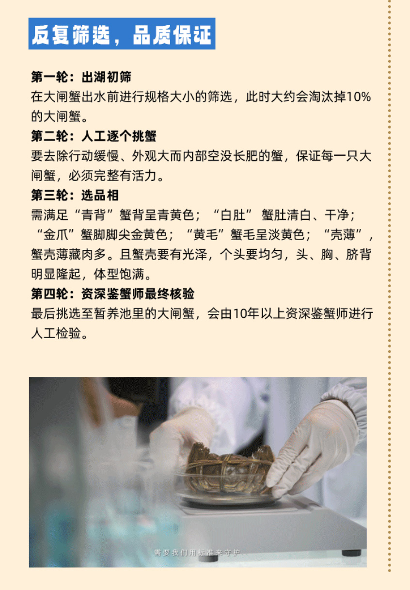 蟹状元大闸蟹261013004
