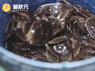 蟹状元：浅谈大闸蟹/青蟹/梭子蟹行业未来发展潜力及挑战