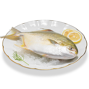 金鲳鱼