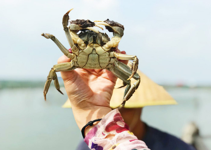 六月大闸蟹