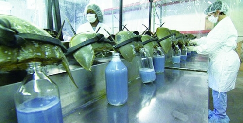 阳澄湖大闸蟹网资讯：神奇的粉蓝色血液- 马蹄蟹