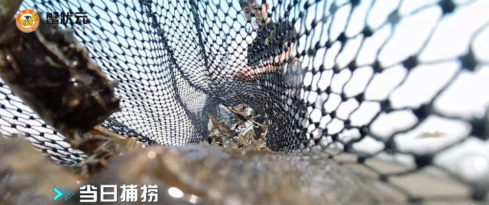 当日捕捞足斤足两蟹王蟹后