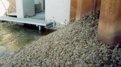 德国人眼中的大闸蟹已经成为洪水猛兽