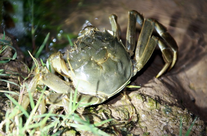 阳澄湖大闸蟹