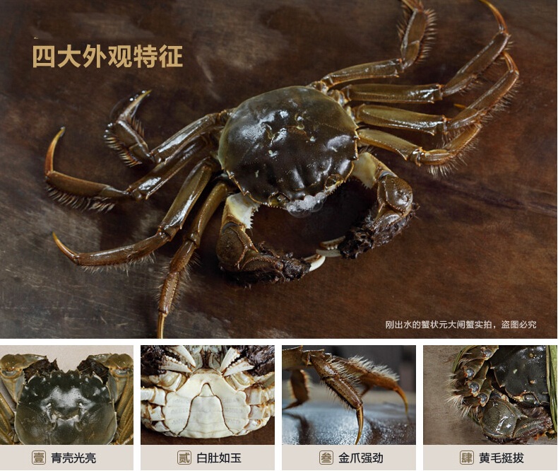 阳澄湖大闸蟹4大明显特征