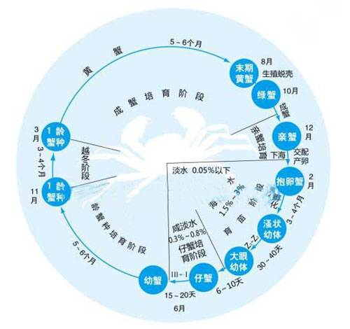 大闸蟹成长周期图