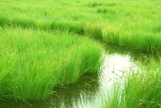 阳澄湖水草过多的问题及解决措施