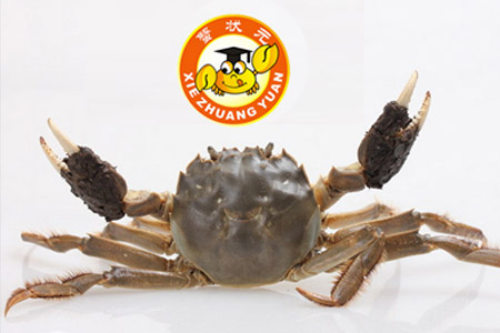 阳澄湖大闸蟹