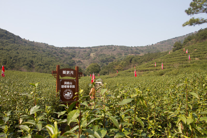 蟹状元茶叶基地