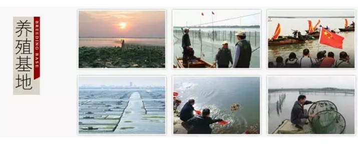 模仿蟹状元阳澄湖基地图片