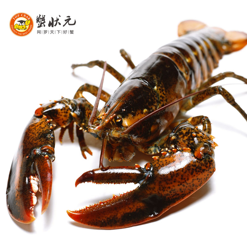加拿大龙虾优选蟹状元