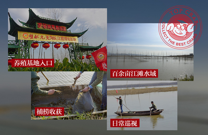 蟹状元无为长江大闸蟹养殖基地