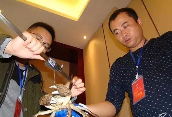 大闸蟹蟹王测量