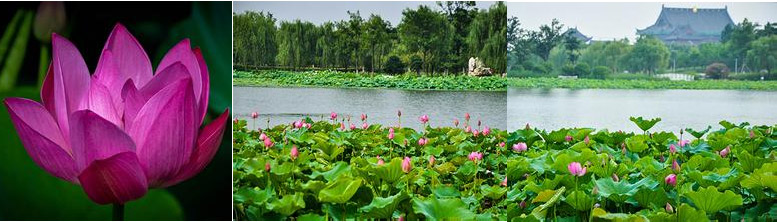 阳澄湖美景
