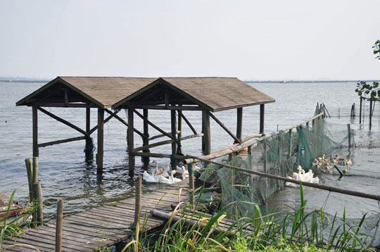 阳澄湖?春日里的湖畔