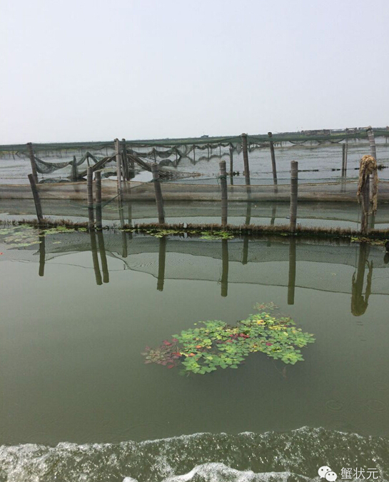 阳澄湖大闸蟹