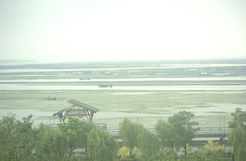 yangchenghushuicao