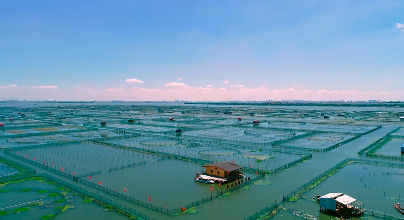 阳澄湖大闸蟹养殖