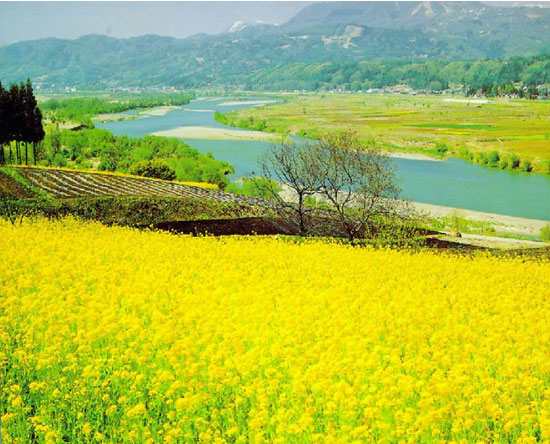 阳澄湖里油菜花