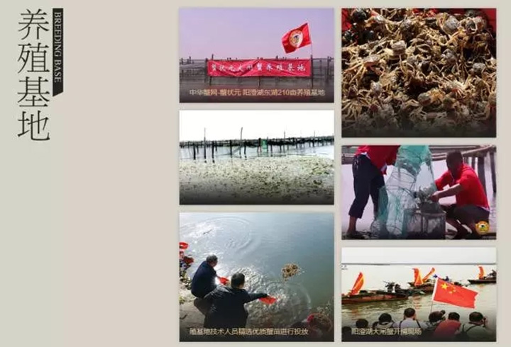 蟹状元大闸蟹养殖基地