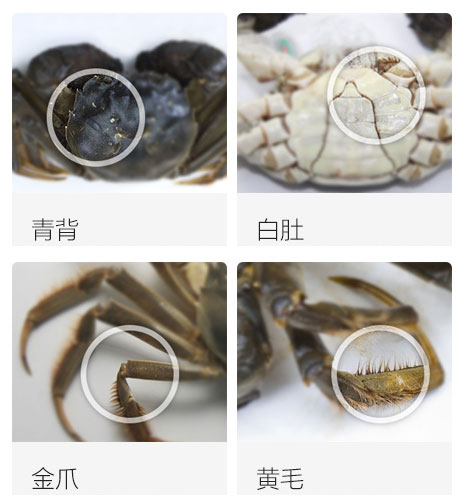阳澄湖大闸蟹4大特征