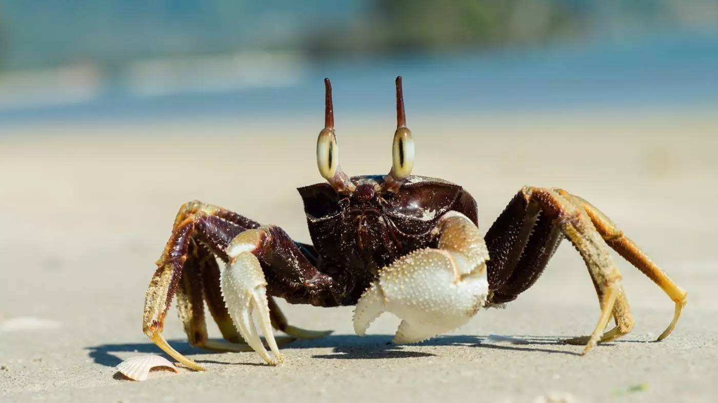 传说中的食人蟹