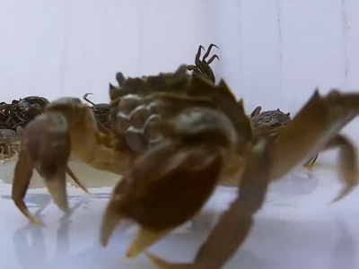 阳澄湖大闸蟹脱壳