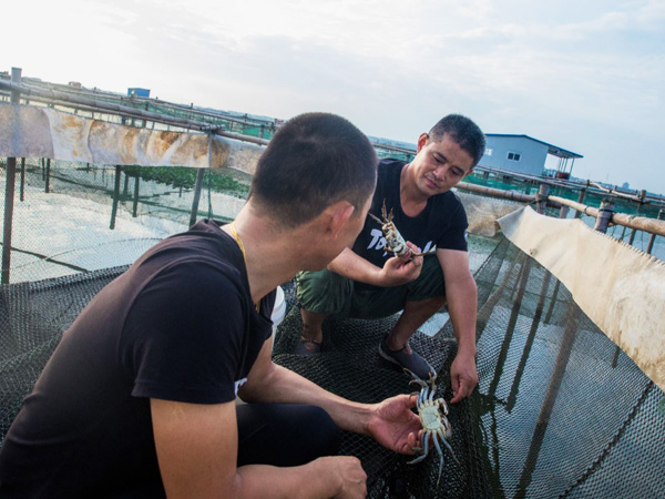 大闸蟹8月中旬