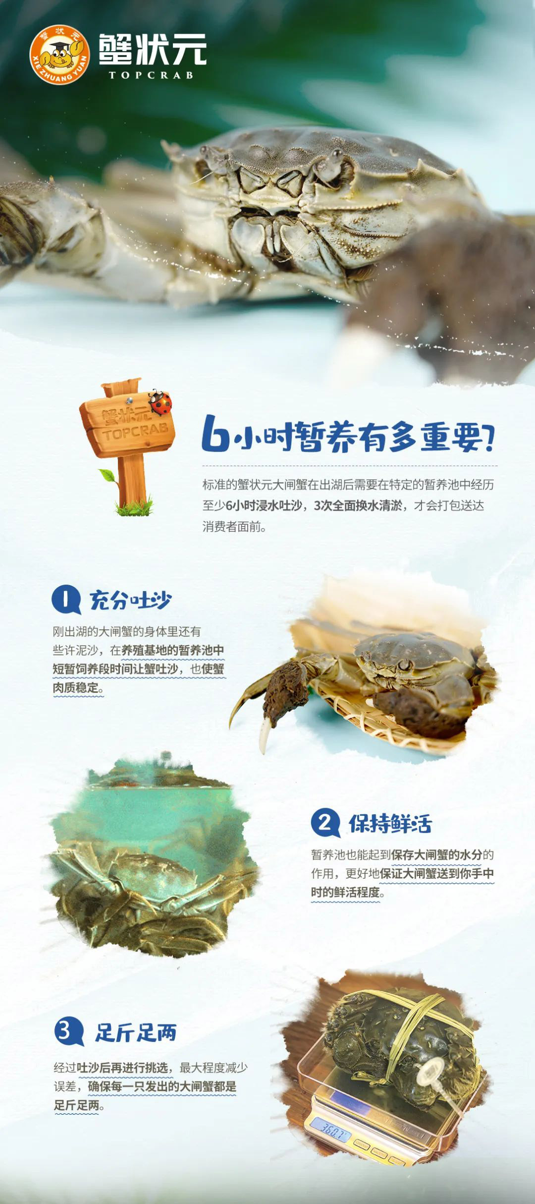 大闸蟹养
