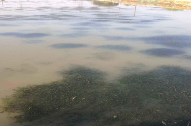 大闸蟹养殖泥浆水