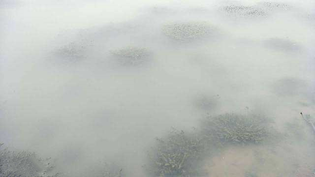 大闸蟹养殖白浑水