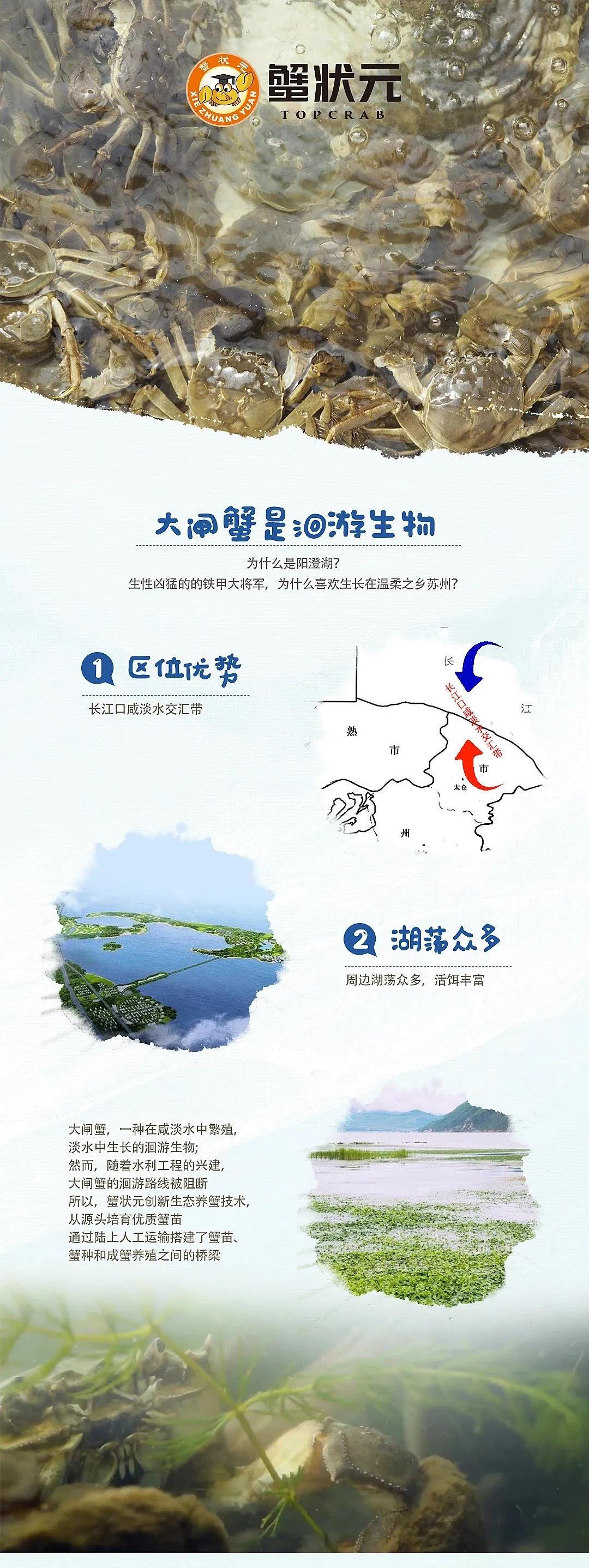 大闸蟹回游生活