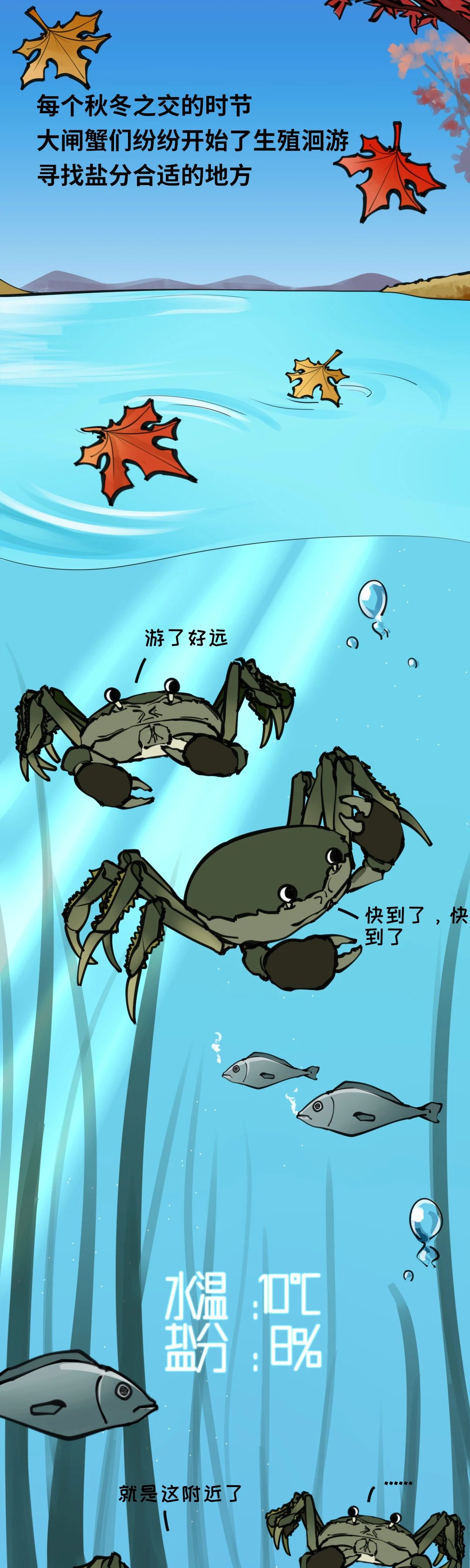 大闸蟹成长图