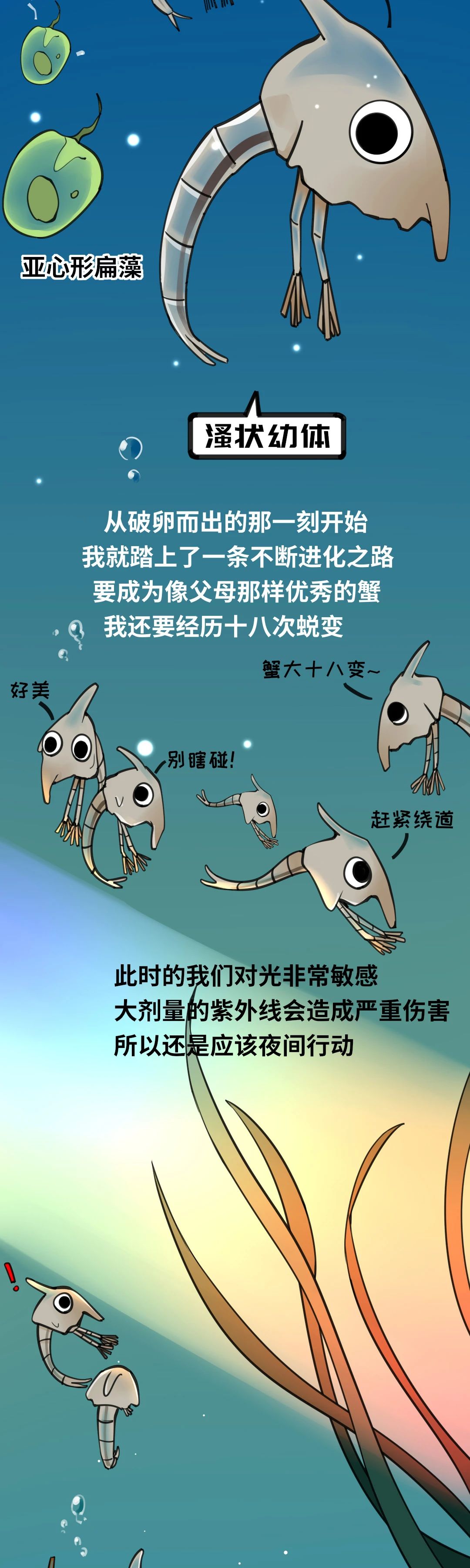 大闸蟹成长图005