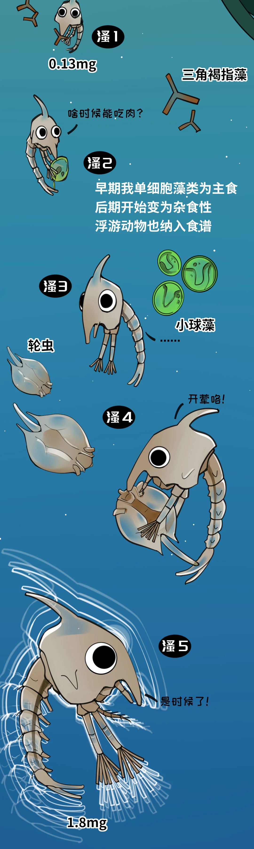 大闸蟹成长图006
