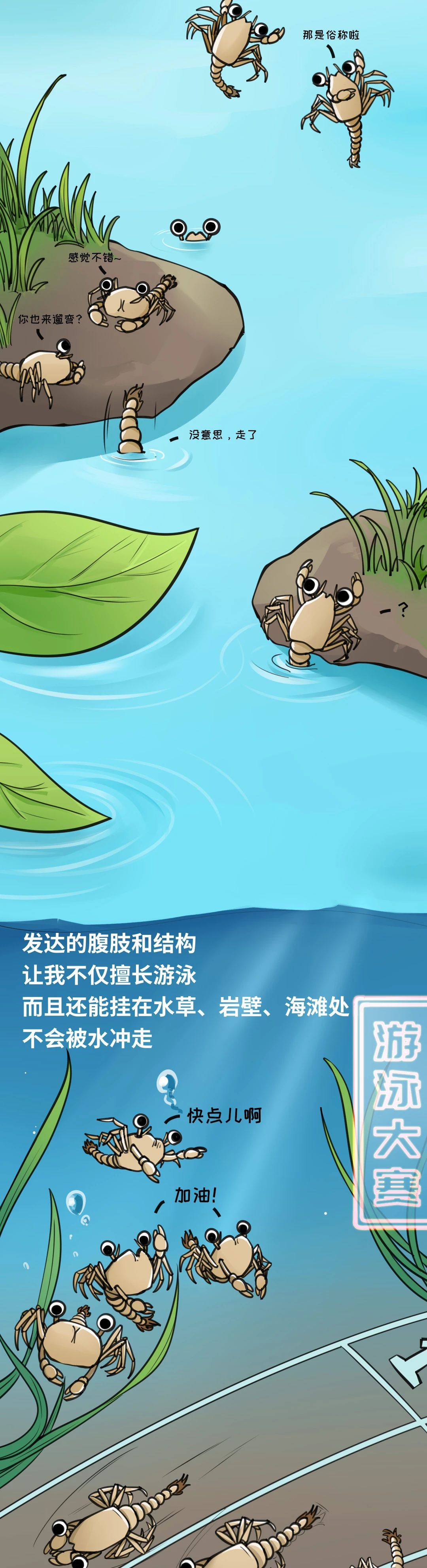 大闸蟹成长图008