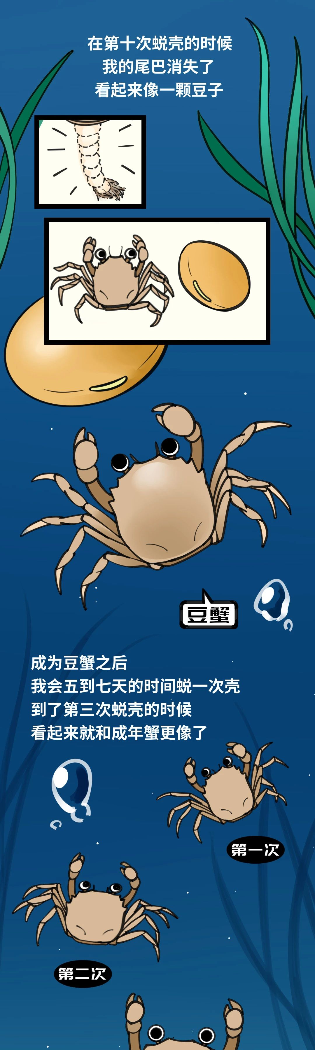 大闸蟹成长图010