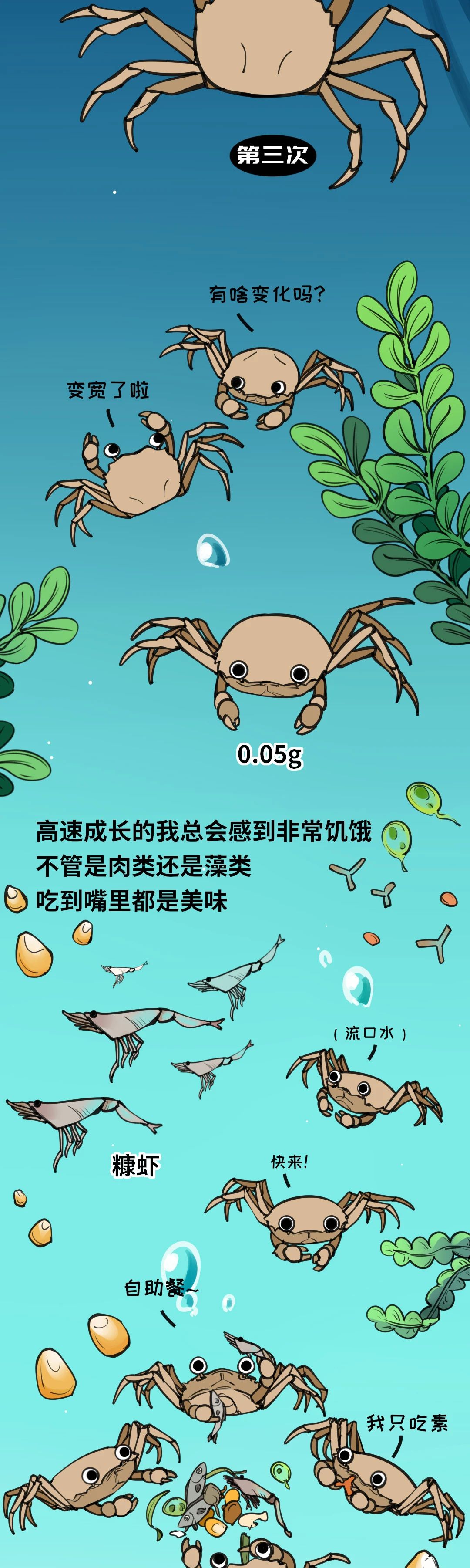 大闸蟹成长图011