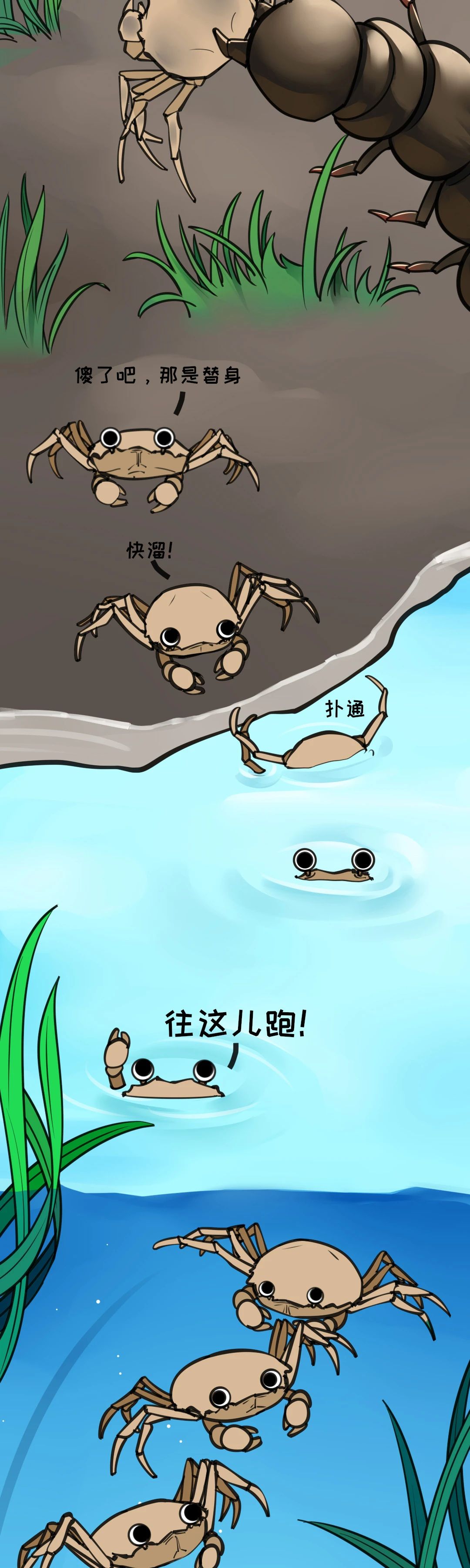 大闸蟹成长图014