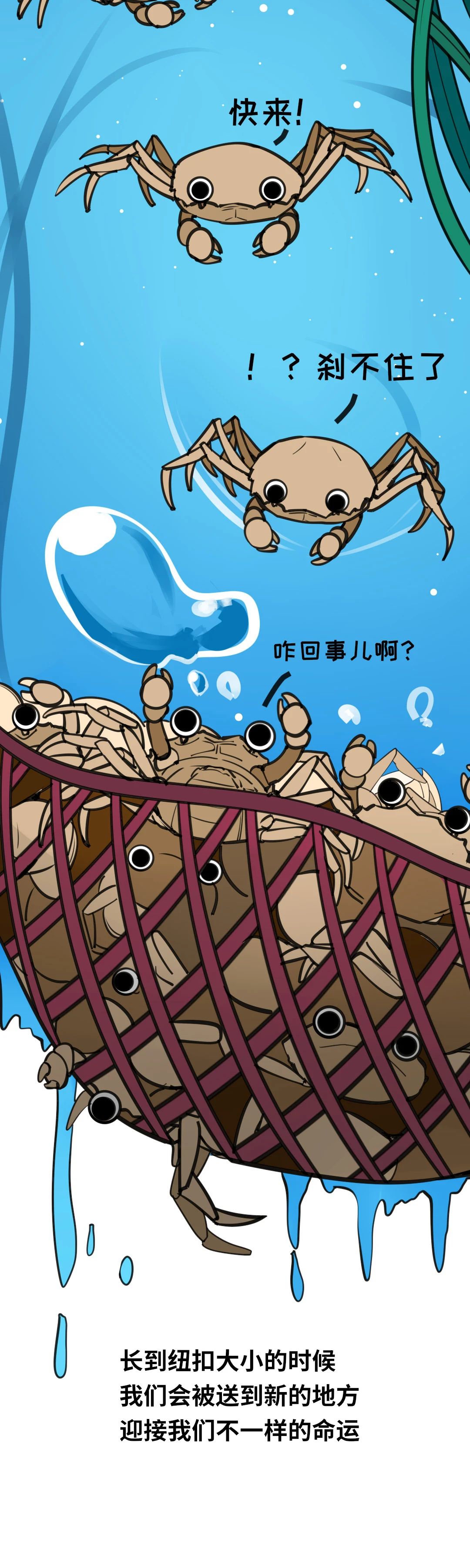 大闸蟹成长图015